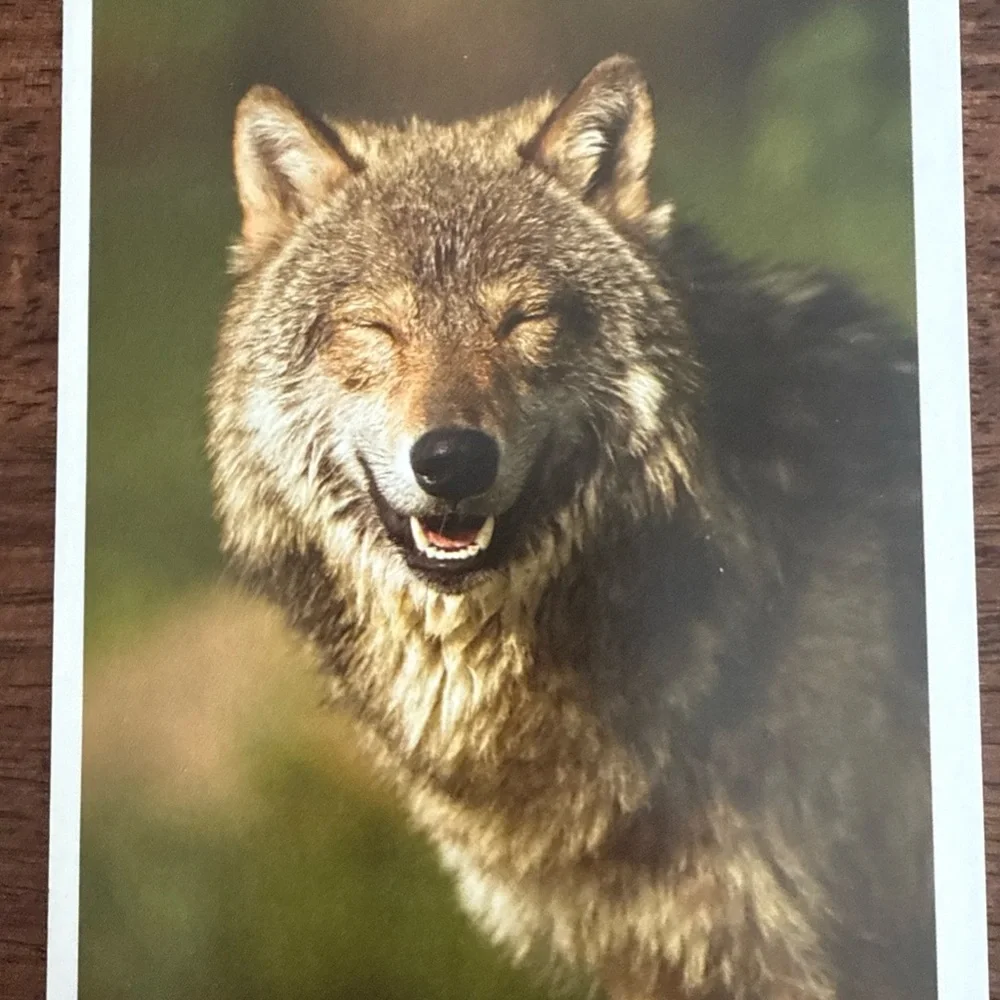 Lot of 4 blank note cards with pictures of wolves